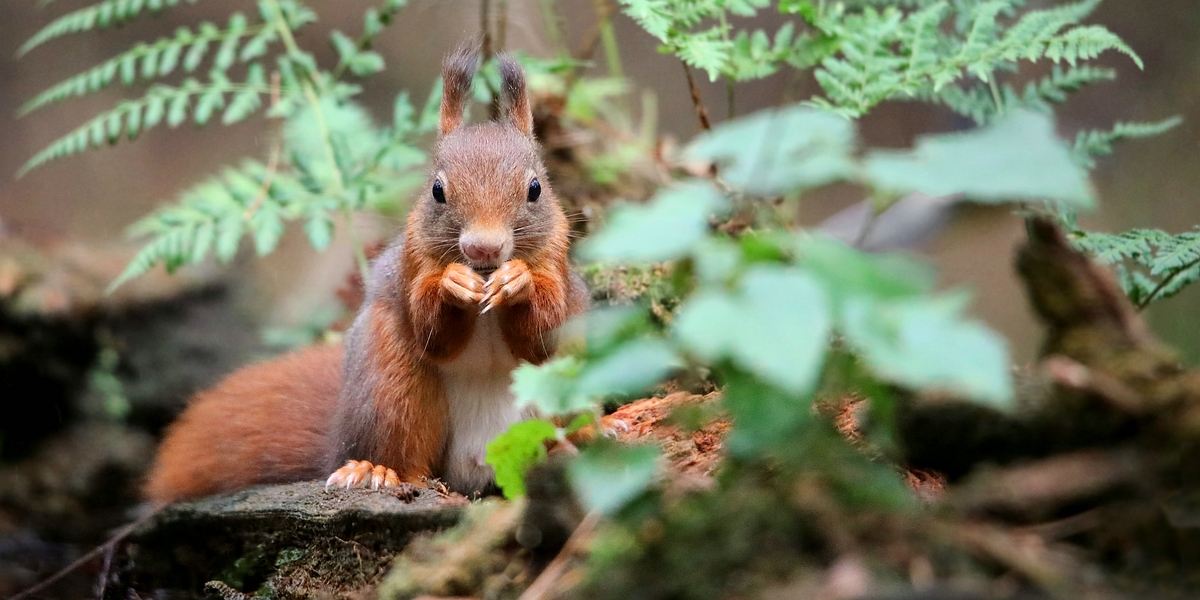 The Living Forest (534) : Red Squirrel 