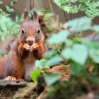 The Living Forest (534) : Red Squirrel 
