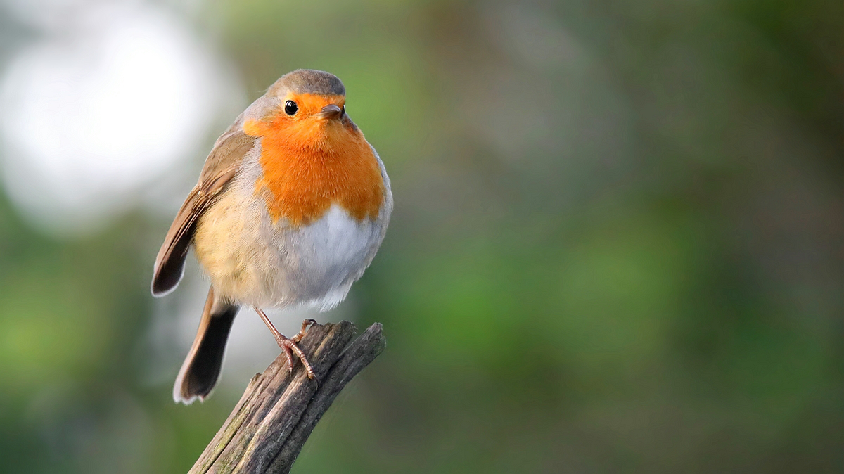 The Living Forest (535) : (one-legged) robin 