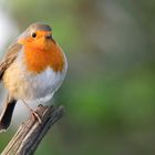 The Living Forest (535) : (one-legged) robin 