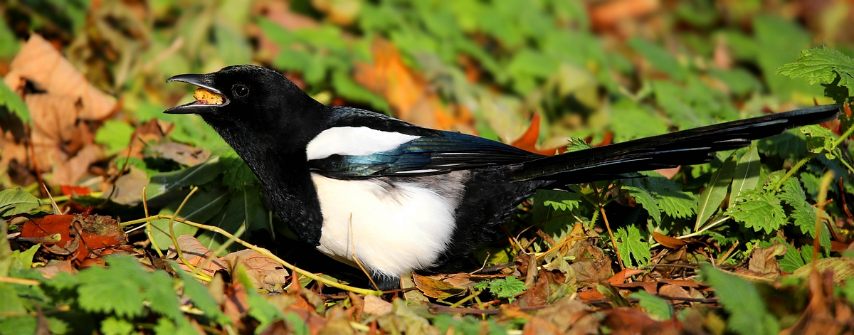 The Living Forest (536) : Eurasian Magpie