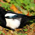 The Living Forest (536) : Eurasian Magpie