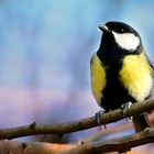 The Living Forest (537) : Great Tit 