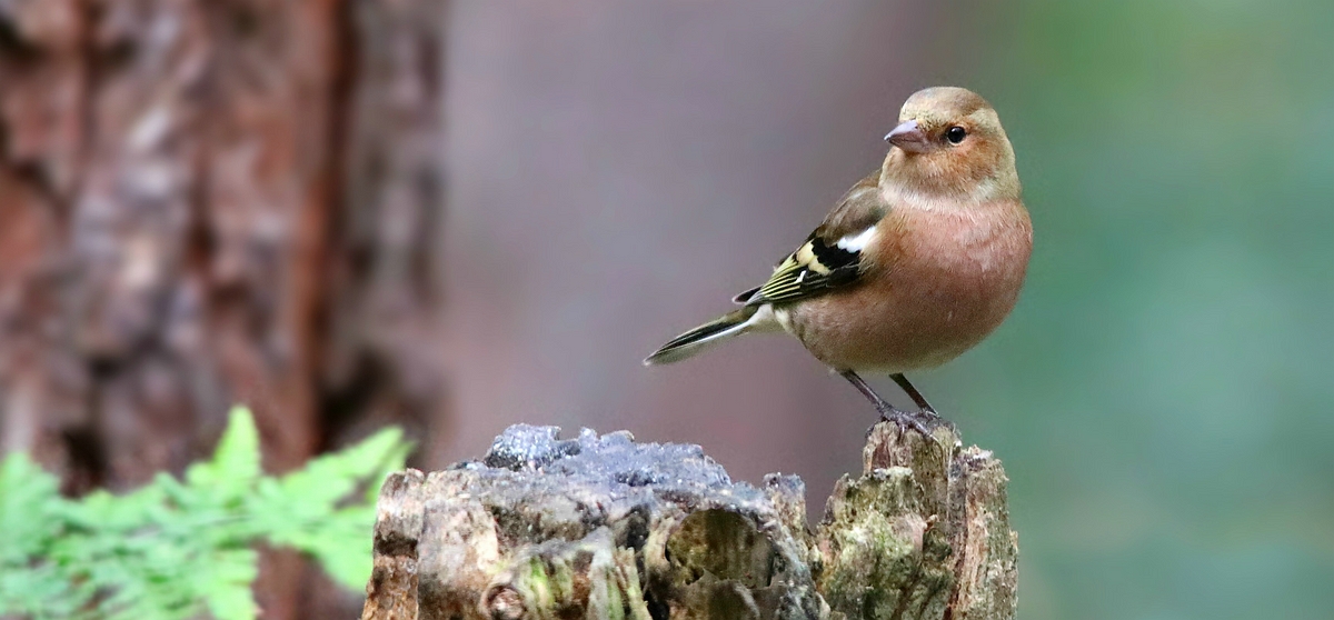 The Living Forest (538) : Chaffinch 