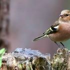 The Living Forest (538) : Chaffinch 