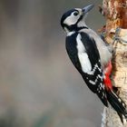 The Living Forest (540) : Great Spotted Woodpecker 