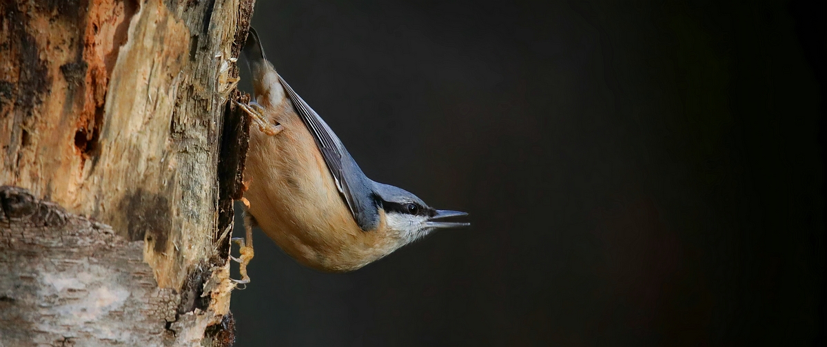 The Living Forest (541) : Nuthatch 