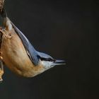 The Living Forest (541) : Nuthatch 
