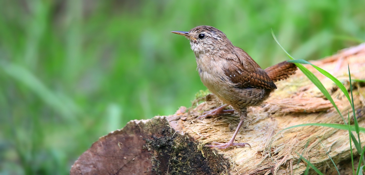 The Living Forest (542) : Wren 