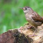 The Living Forest (542) : Wren 