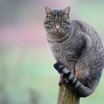 The Living Forest (543) : European Wildcat 