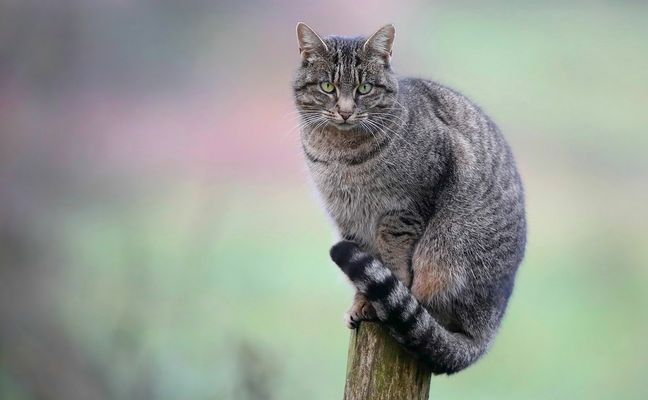 The Living Forest (543) : European Wildcat 