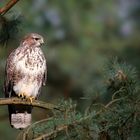 The Living Forest (544) : Buzzard