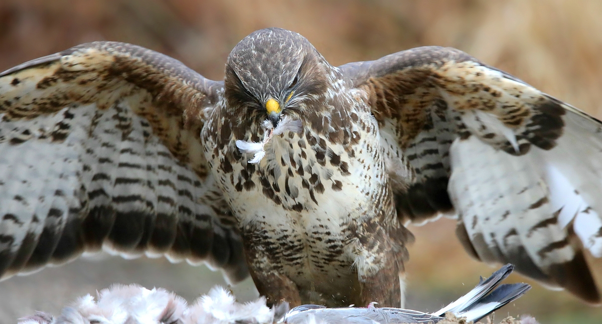 The Living Forest (545) : Buzzard