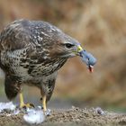 The Living Forest (546) : Buzzard