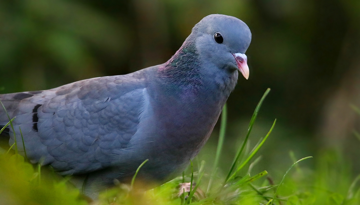 The Living Forest (547) : Stock Dove