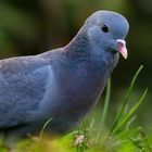 The Living Forest (547) : Stock Dove