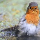 The Living Forest (548) : Robin 