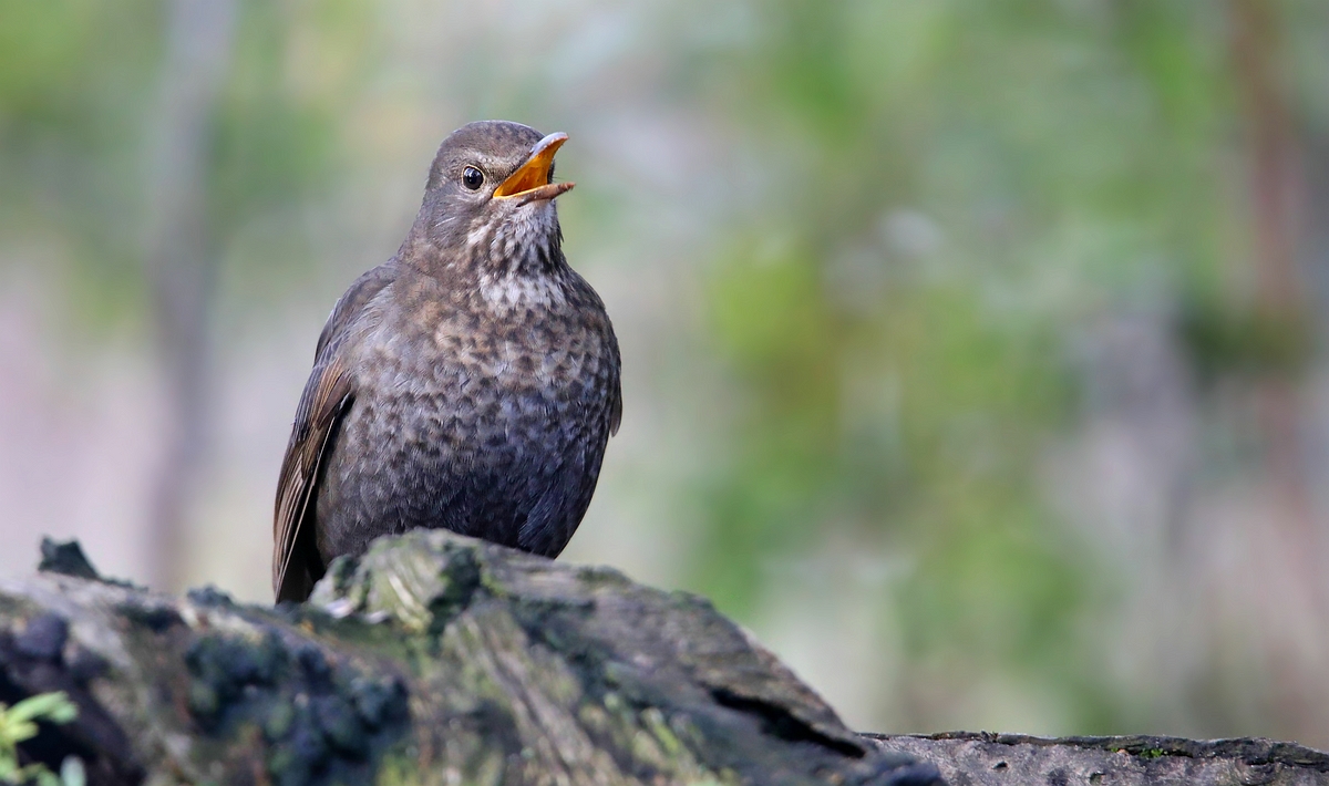 The Living Forest (549) : Blackbird