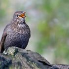 The Living Forest (549) : Blackbird