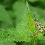 The Living Forest (55) : Common Scorpionfly (female)