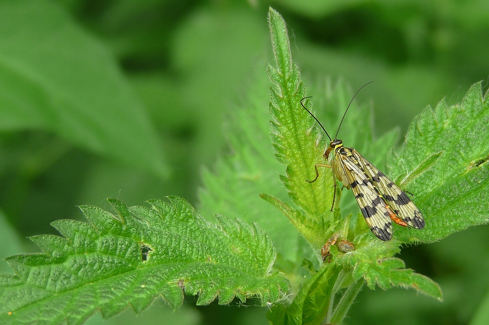 The Living Forest (55) : Common Scorpionfly (female)