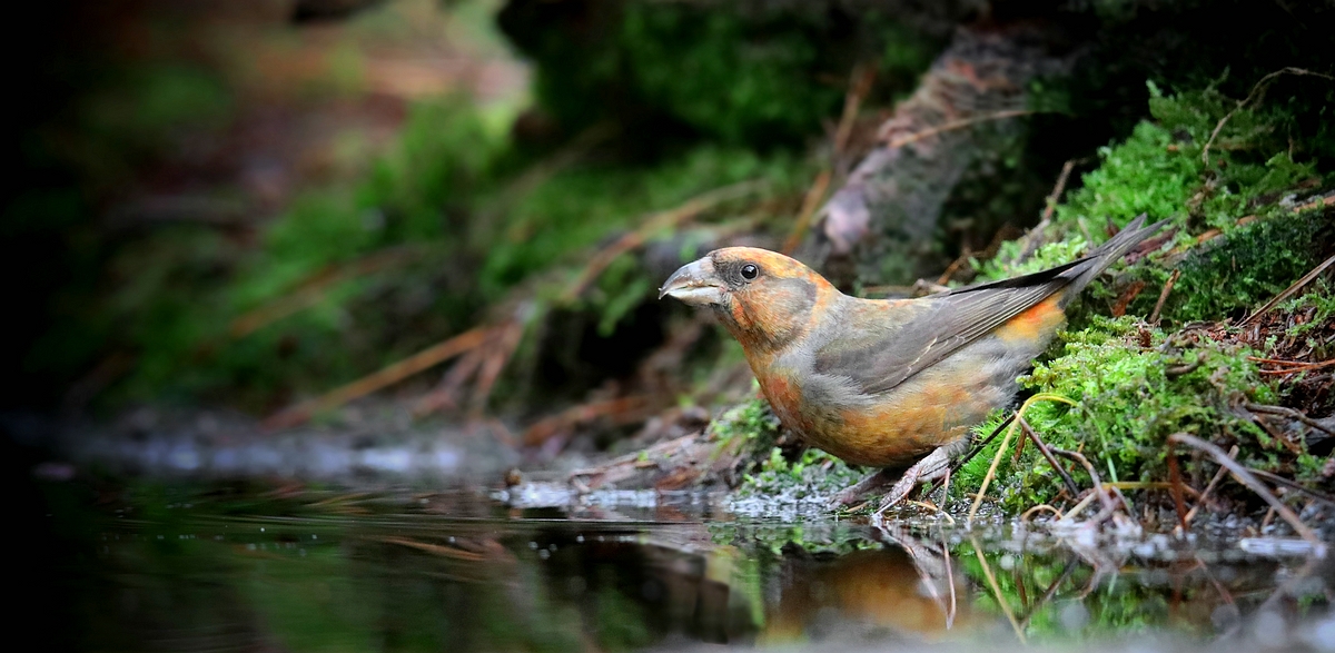 The Living Forest (550) : Red Crossbill