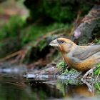The Living Forest (550) : Red Crossbill