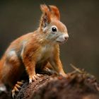 The Living Forest (551) : Red Squirrel 