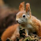 The Living Forest (553) : Red Squirrel 