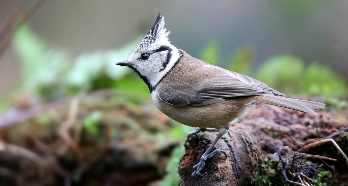 The Living Forest (554) : Crested Tit