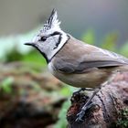 The Living Forest (554) : Crested Tit