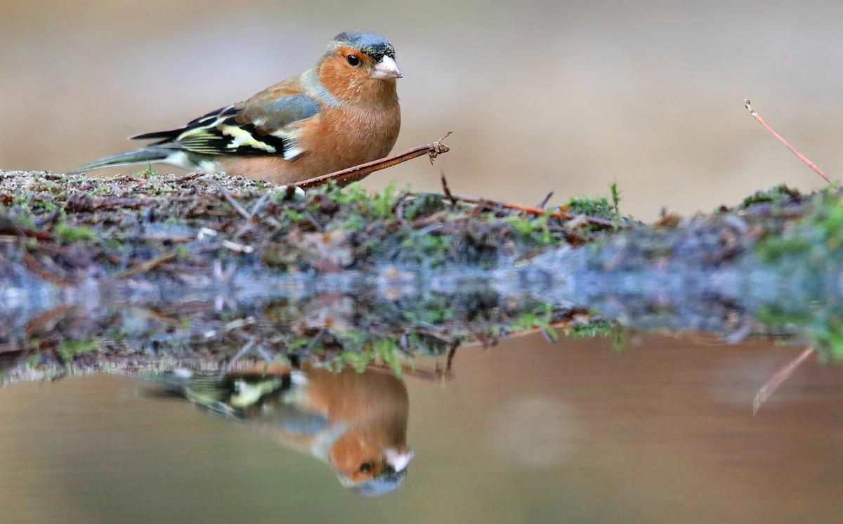 The Living Forest (555) : Chaffinch