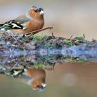 The Living Forest (555) : Chaffinch