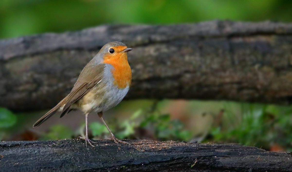 The Living Forest (556) : Robin 