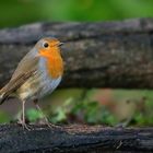 The Living Forest (556) : Robin 