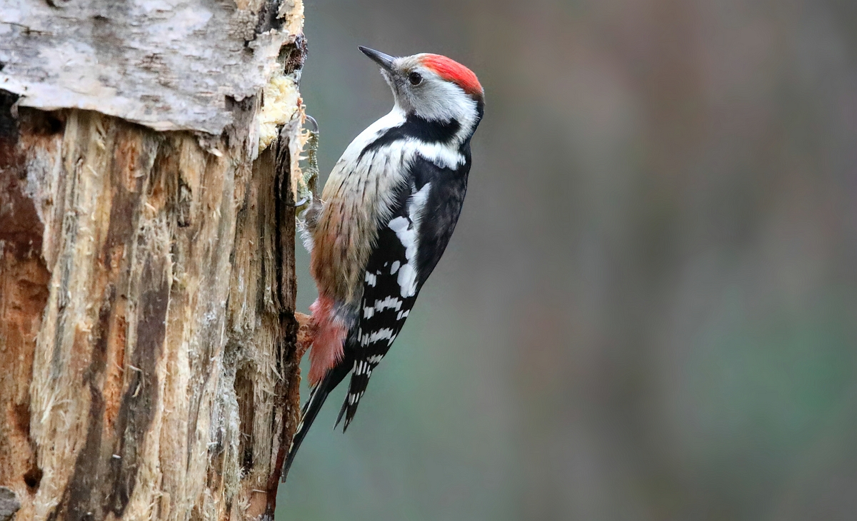 The Living Forest (557) : Middle Spotted Woodpecker