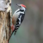 The Living Forest (557) : Middle Spotted Woodpecker