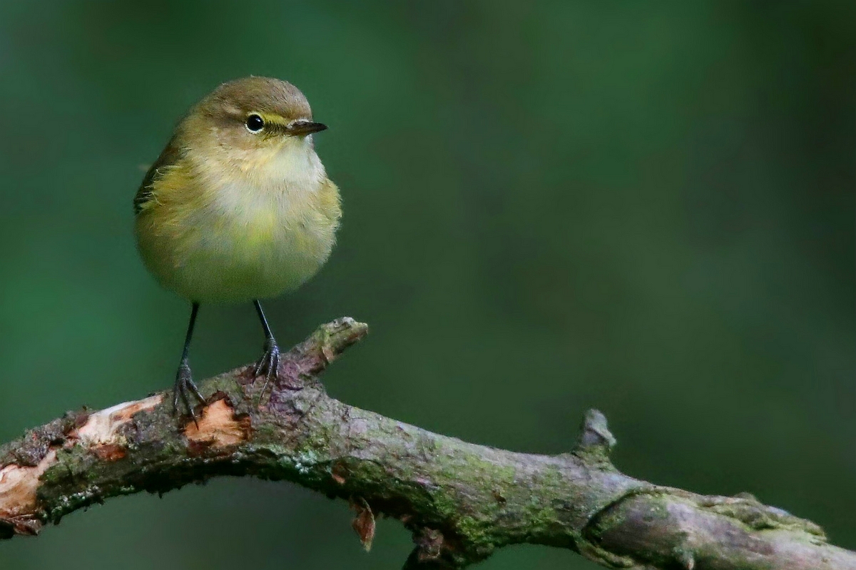 The Living Forest (558) : Chiffchaff 