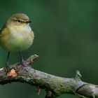 The Living Forest (558) : Chiffchaff 