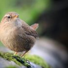 The Living Forest (559) : Wren 