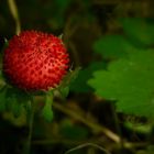 The Living Forest (56) : Indian Strawberry