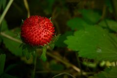 The Living Forest (56) : Indian Strawberry