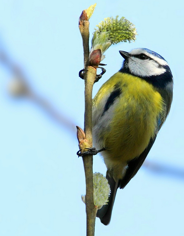 The Living Forest (560) : Blue Tit 