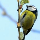 The Living Forest (560) : Blue Tit 