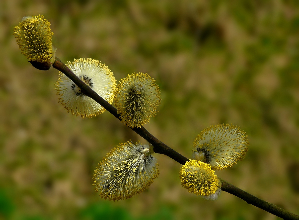 The Living Forest (561) Willow Catkins photo & image nature, trees