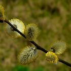 The Living Forest (561) : Willow Catkins 