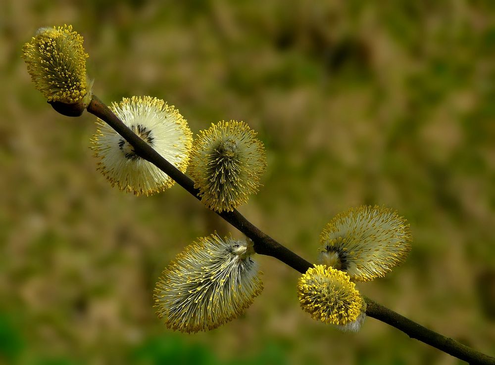 The Living Forest (561) : Willow Catkins 