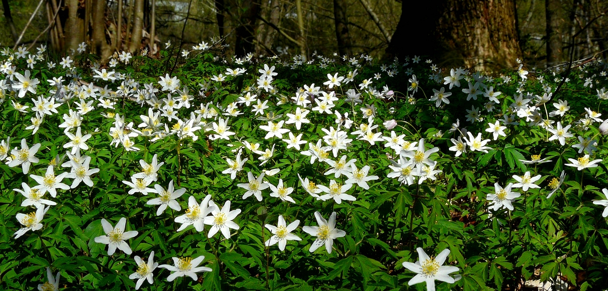 The Living Forest (562) : A carpet of Wood Anemones 