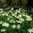 The Living Forest (562) : A carpet of Wood Anemones 